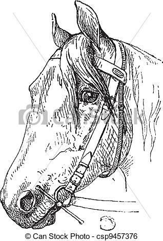 Horse Bit Clipart Vector   Horse Headcollar And