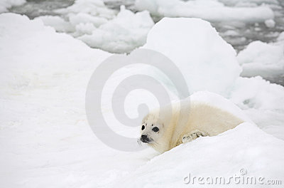 Baby Harp Seal Pup On Ice Of The White Sea