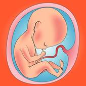 Clip Art Of Baby In The Womb