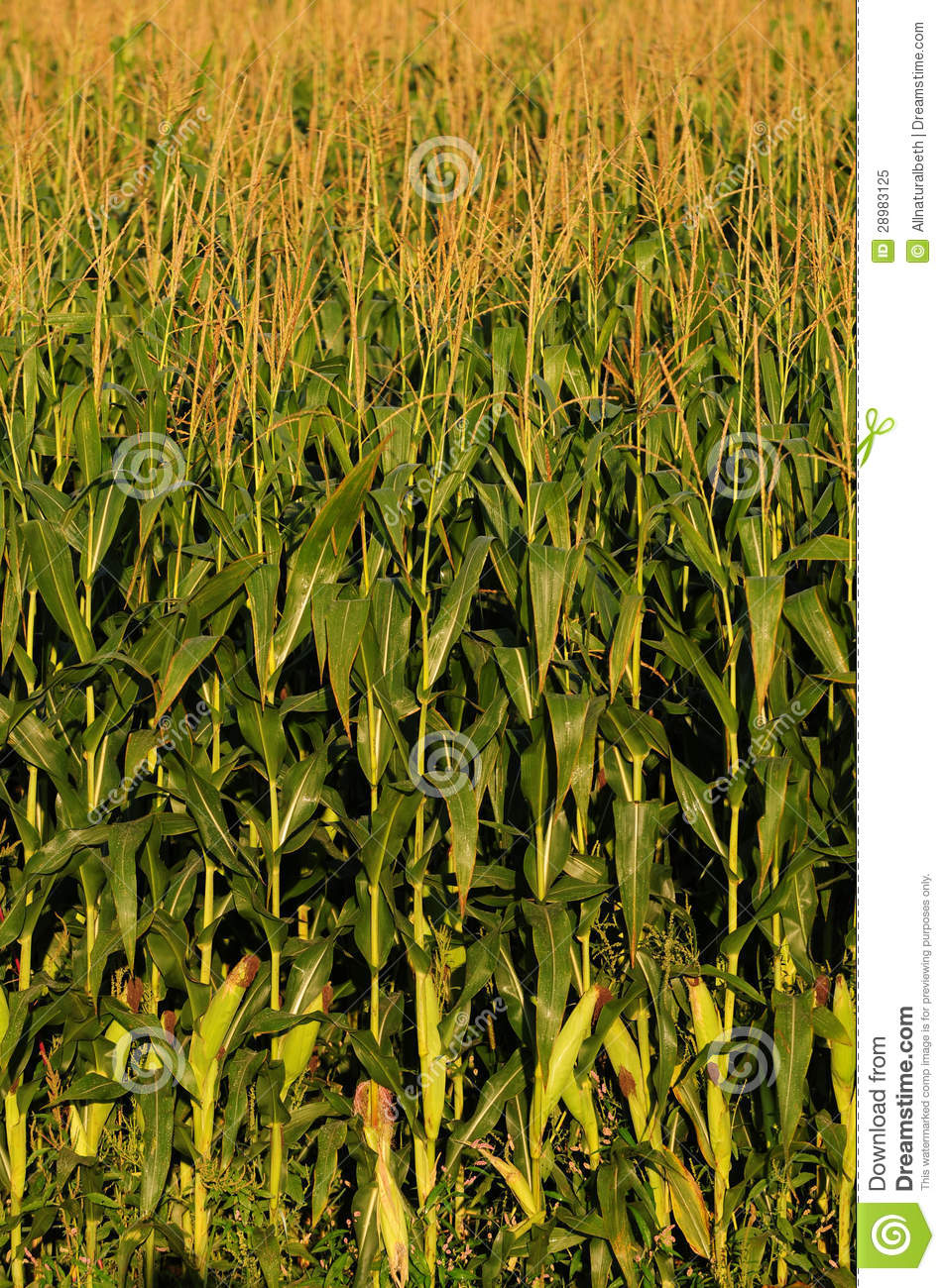 Corn Stalks On A Farm Royalty Free Stock Photo   Image  28983125