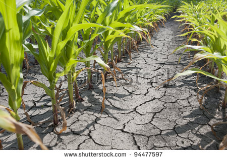 Dry Drought Stricken Farm Corn Field Dirt   Stock Photo