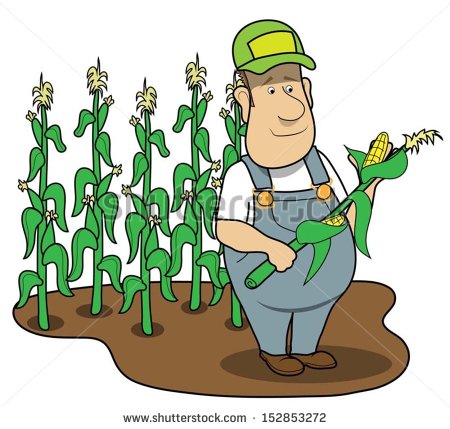 Farmer In Corn Field   Stock Vector