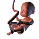 Fetus Womb Pregnancy Childbirth Umbilical Cord Royalty Free Stock