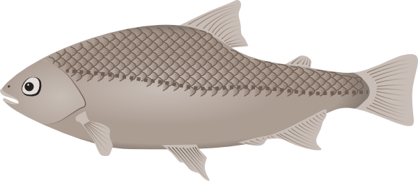 Gray Fish Clip Art At Clker Com   Vector Clip Art Online Royalty Free    