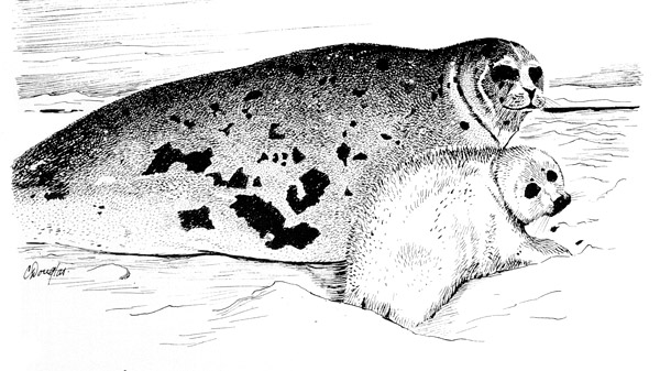 Harp Seal Drawing Photo  Harp Seal Phoca