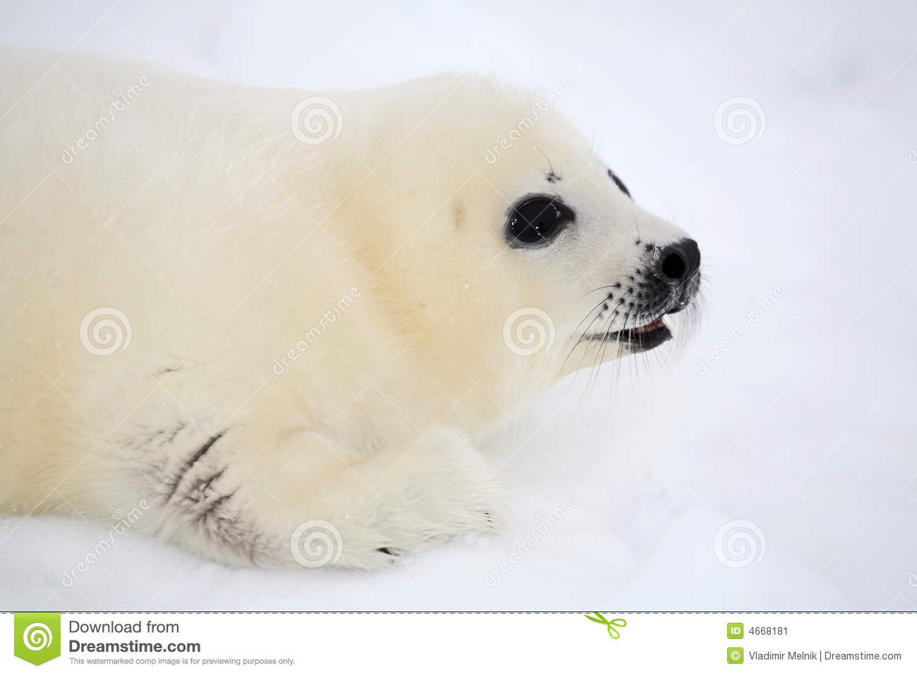 Newborn Harp Seal Pup Stock Image   Image  4668181