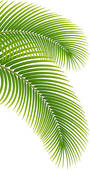 Palm Leaf Clipart Eps Images  4191 Palm Leaf Clip Art Vector    