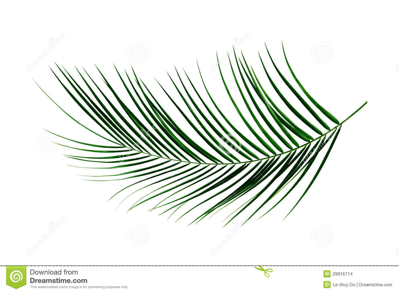 Palm Leaf Stock Images   Image  29916714