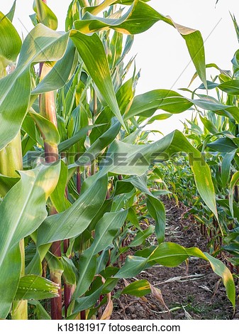 Picture Of Corn Field Corn Seed Production On Field In Farm K18181917    