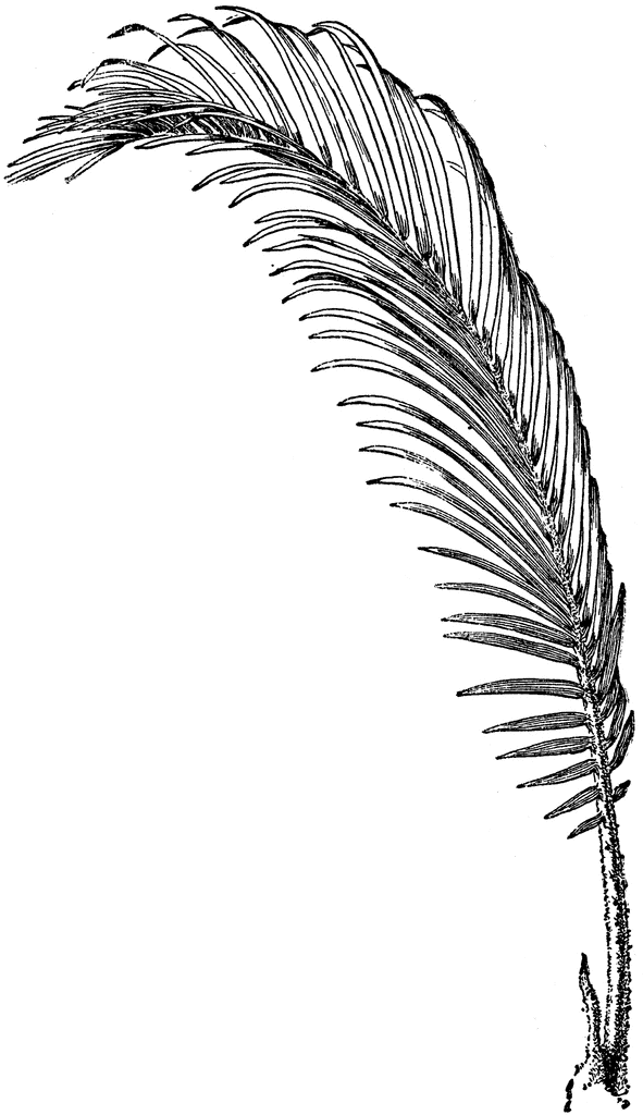 Sago Palm Leaf   Clipart Etc
