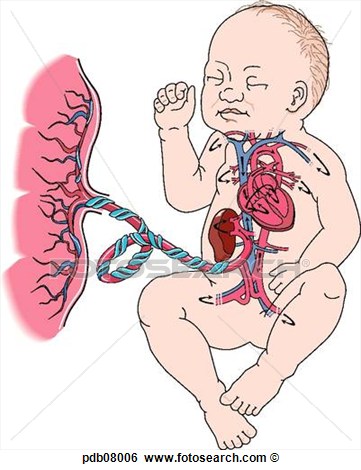 Stock Illustratie   Schematisch Tekening Van Placenta En Foetus