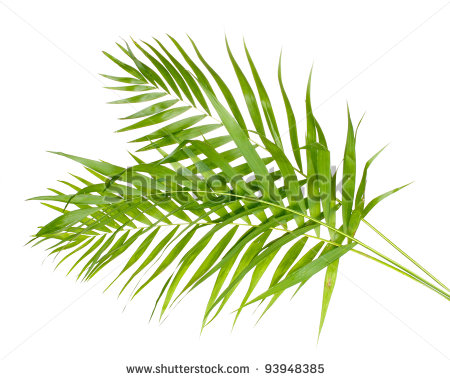 Tropical Palm Leaf Clip Art Beautiful Palm Leaves Isolated