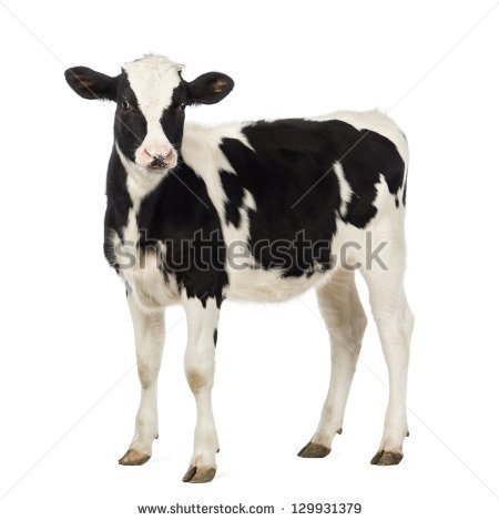 Calf Head Clipart Calf 8 Months Old Looking At