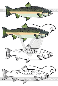 Chum Salmon Fish   Color Vector Clipart