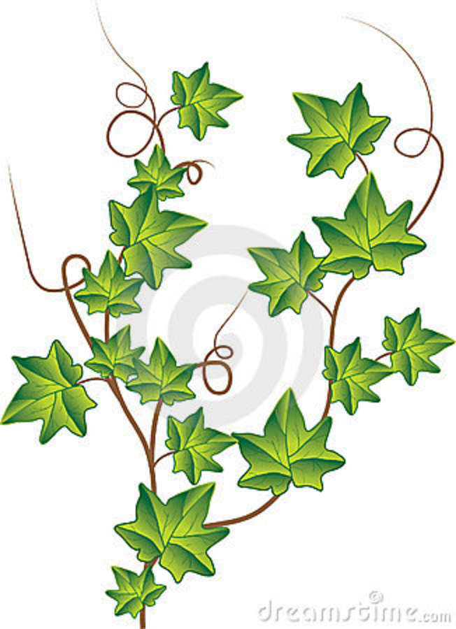 Green Ivy For You  Vector Illustration