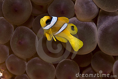 Baby Nemo Fish Stock Photo   Image  12060340