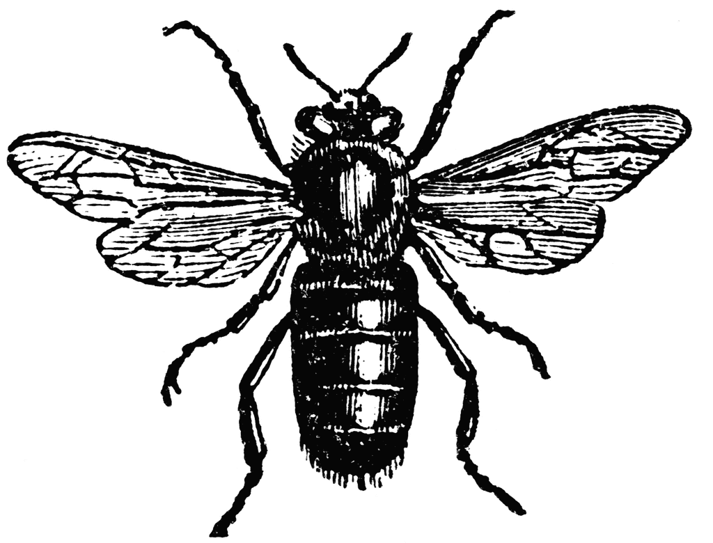 Bee Border Clip Art Clipart