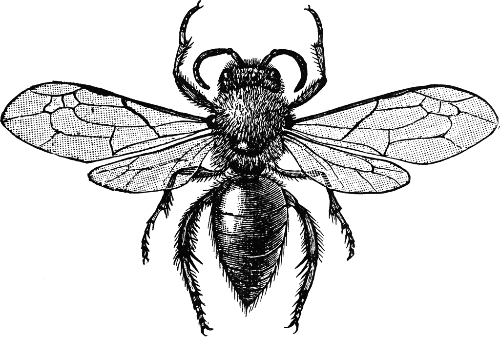Bee Clipart Etc Picture