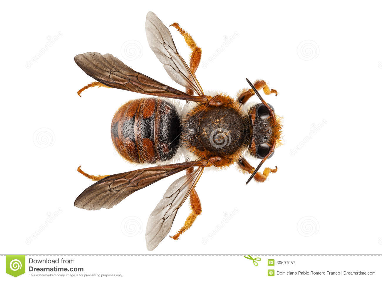 Bee Species Anthidium Sticticum Common Name Mason Or Potter Bee In