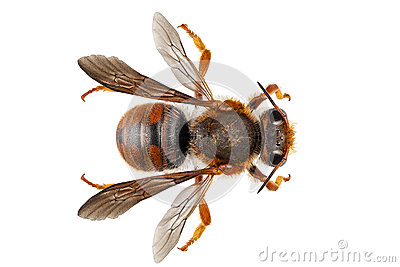 Bee Species Anthidium Sticticum Common Name Mason Or Potter Bee In