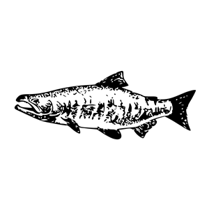 Clipart Chum Salmon Fish