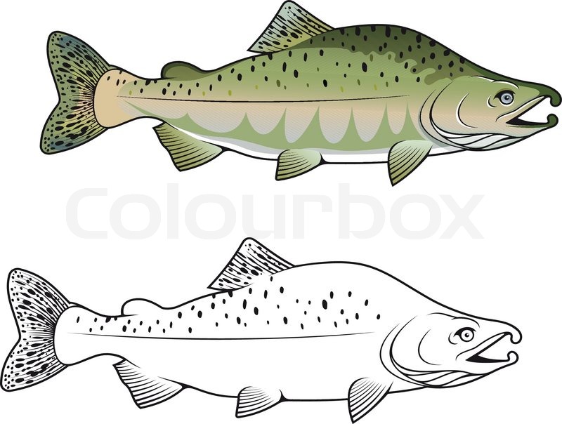 From Chum Salmon Fish Stock Vector Clipart Chum Salmon Fish