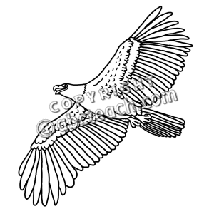 Illustration Eagle Animal Illustration Clip Art Bird Bald Eagle