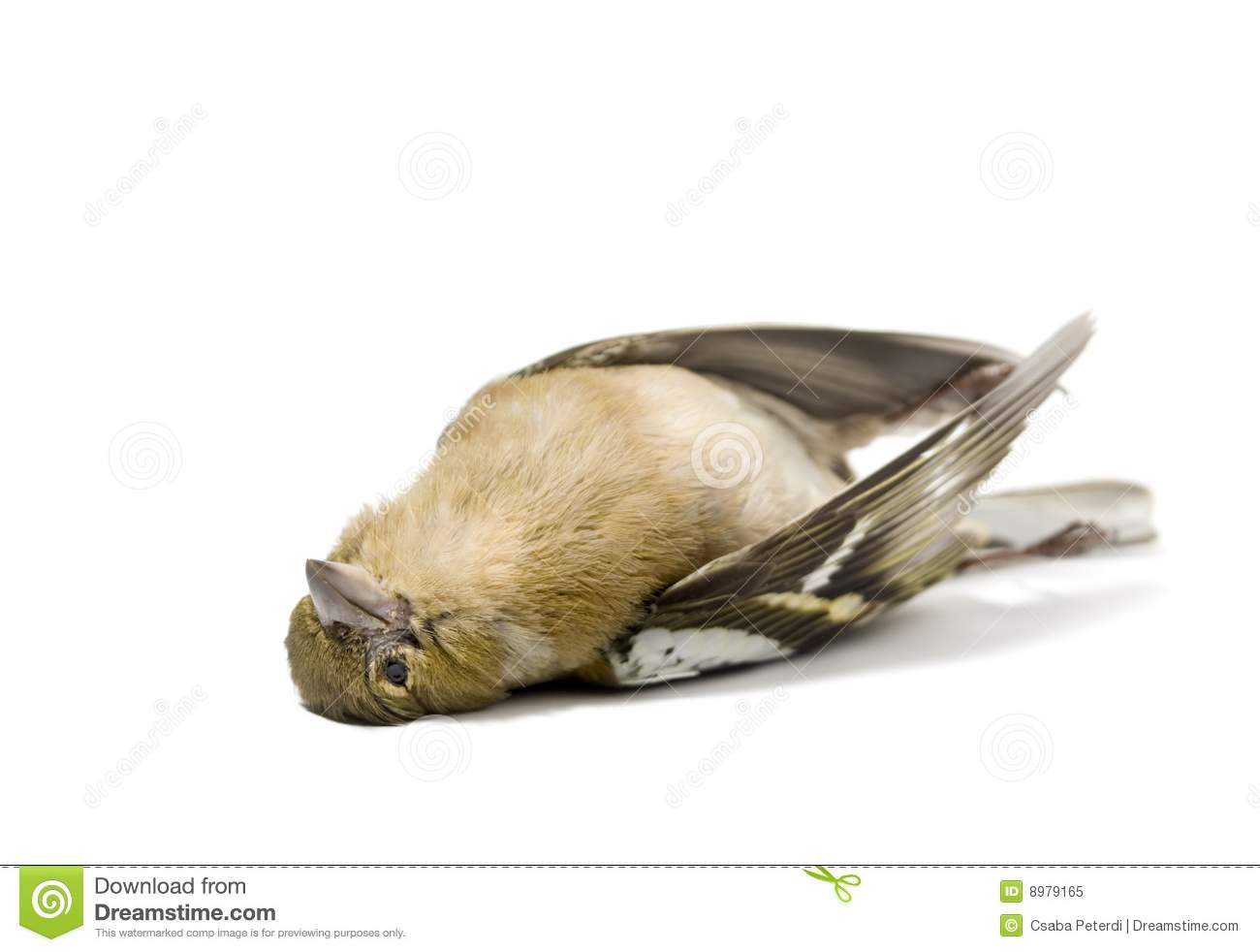 Isolated Dead Bird Royalty Free Stock Photo   Image  8979165