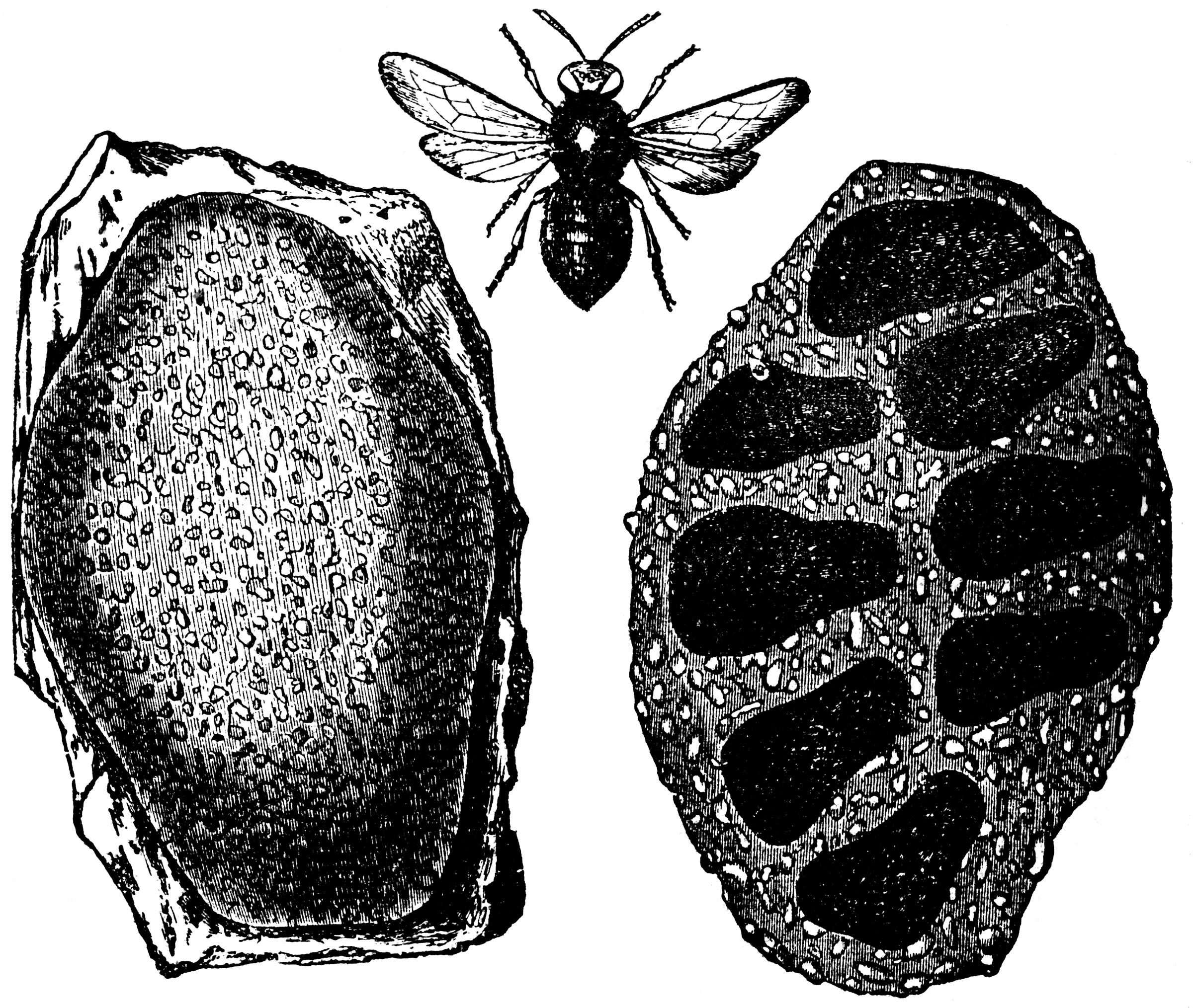 Mason Bee And Nest   Clipart Etc