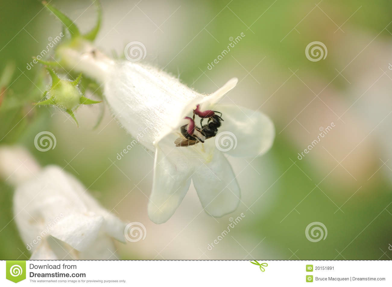 Mason Bee Perched On A Flower Collecting Nectar