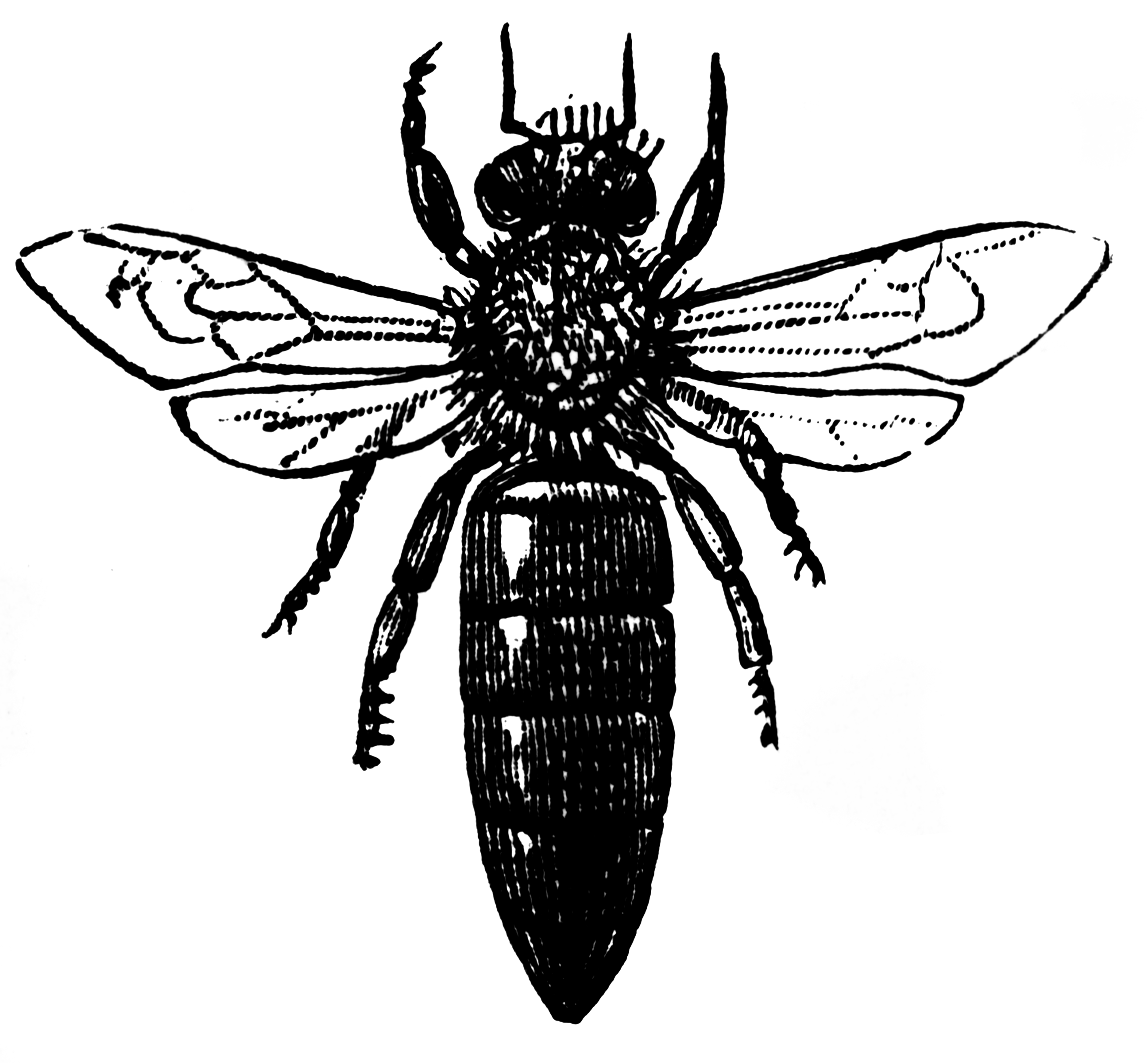 Queen Bee Clipart Etc Picture