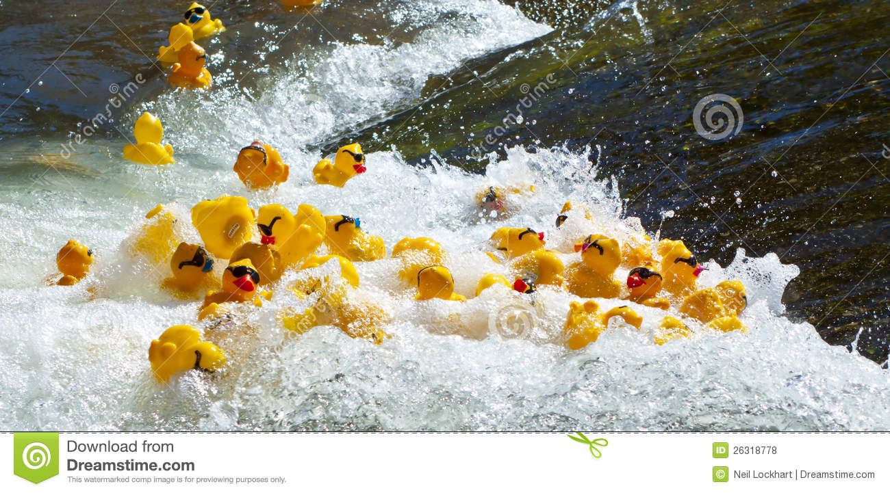 Rubber Duck Racing Editorial Stock Photo   Image  26318778