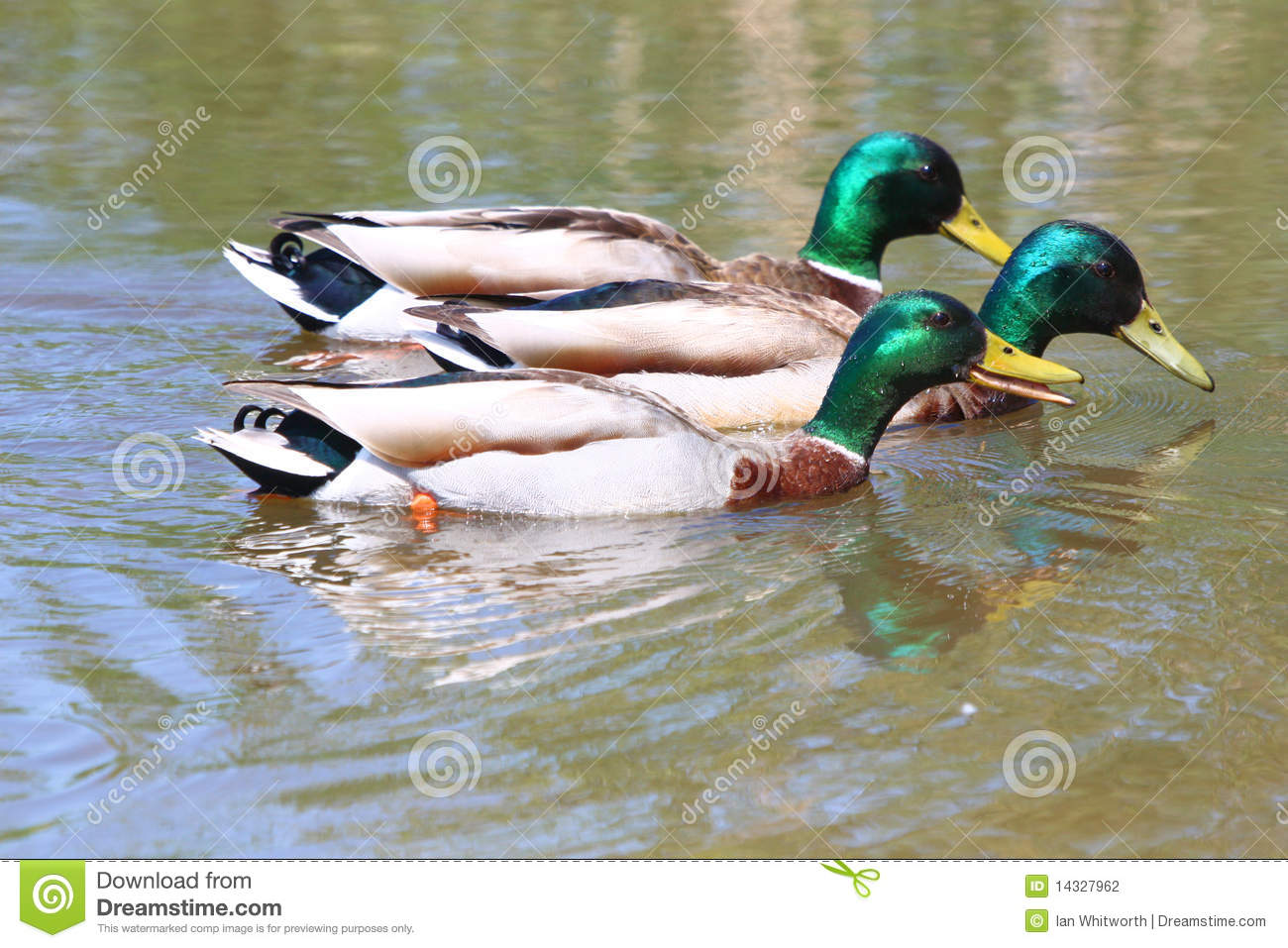 Three Male Mallard Ducks Race Across A Pond