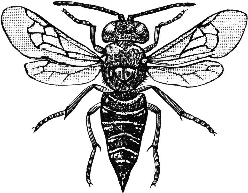 Worker Bee Clipart Etc Picture