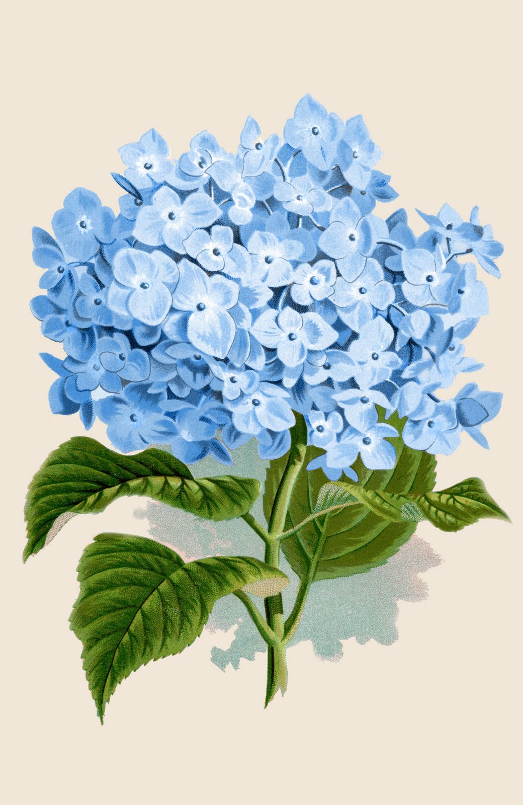     Art Printable Download   Blue Hydrangea Botanical   The Graphics Fairy