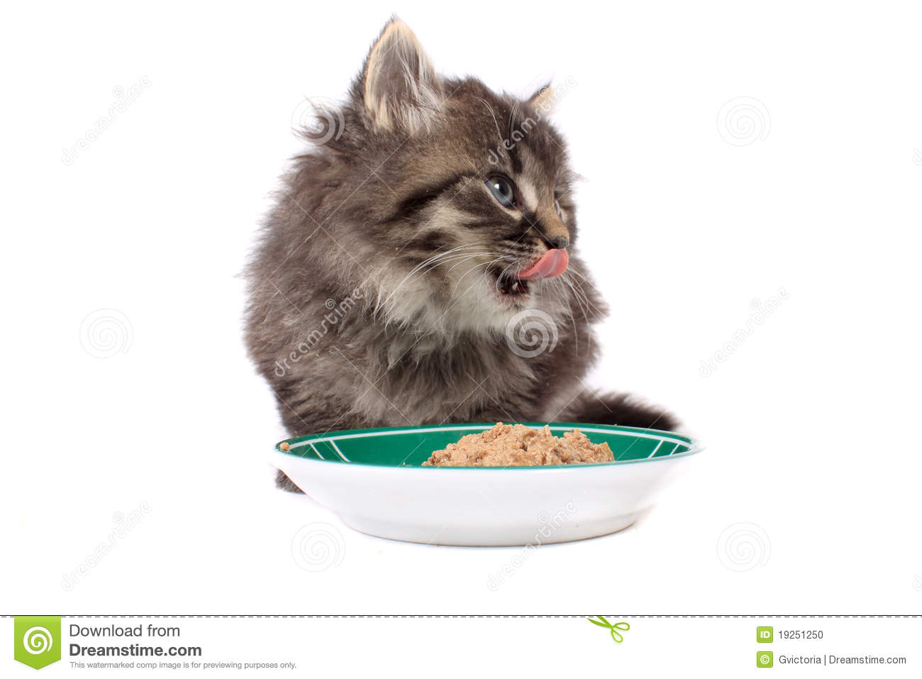 Blue Eyes Licking His Chops From Eating Soft Cat Foof In A Dish On A
