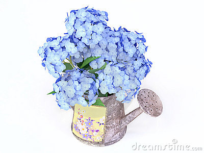 Blue Hydrangeas In A Watering Can Stock Image   Image  19861391