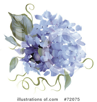 Hydrangea Clipart  72075   Illustration By Inkgraphics