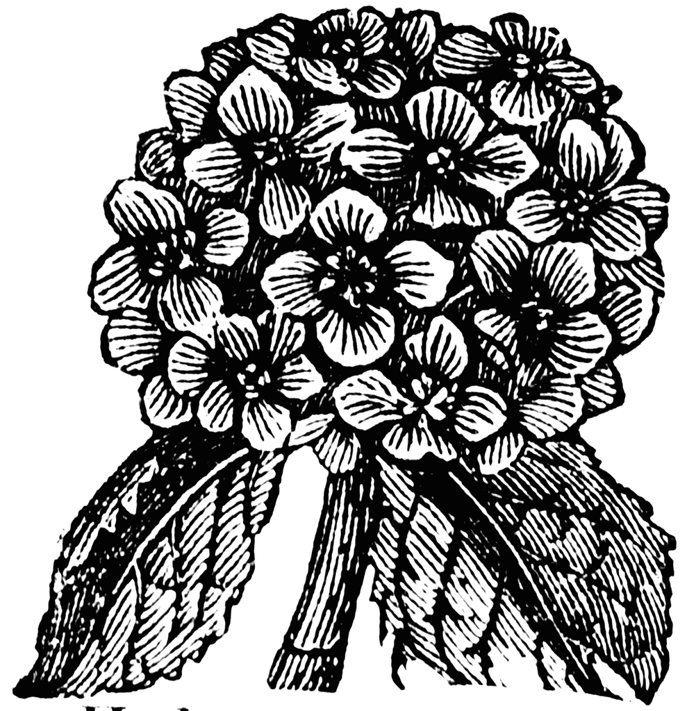 Hydrangea Clipart  