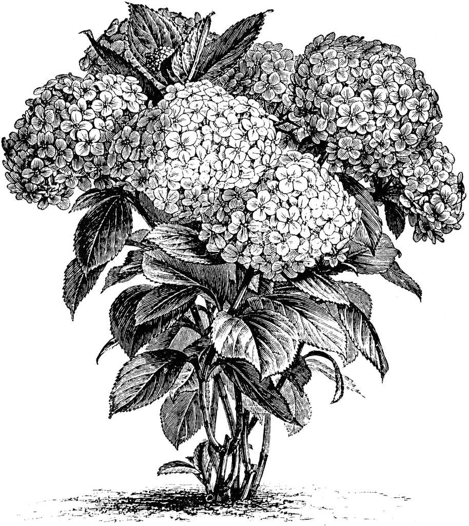 Hydrangea Hortensis   Clipart Etc