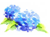 Hydrangea Illustrations And Clipart