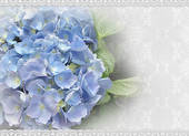 Hydrangea Illustrations And Clipart