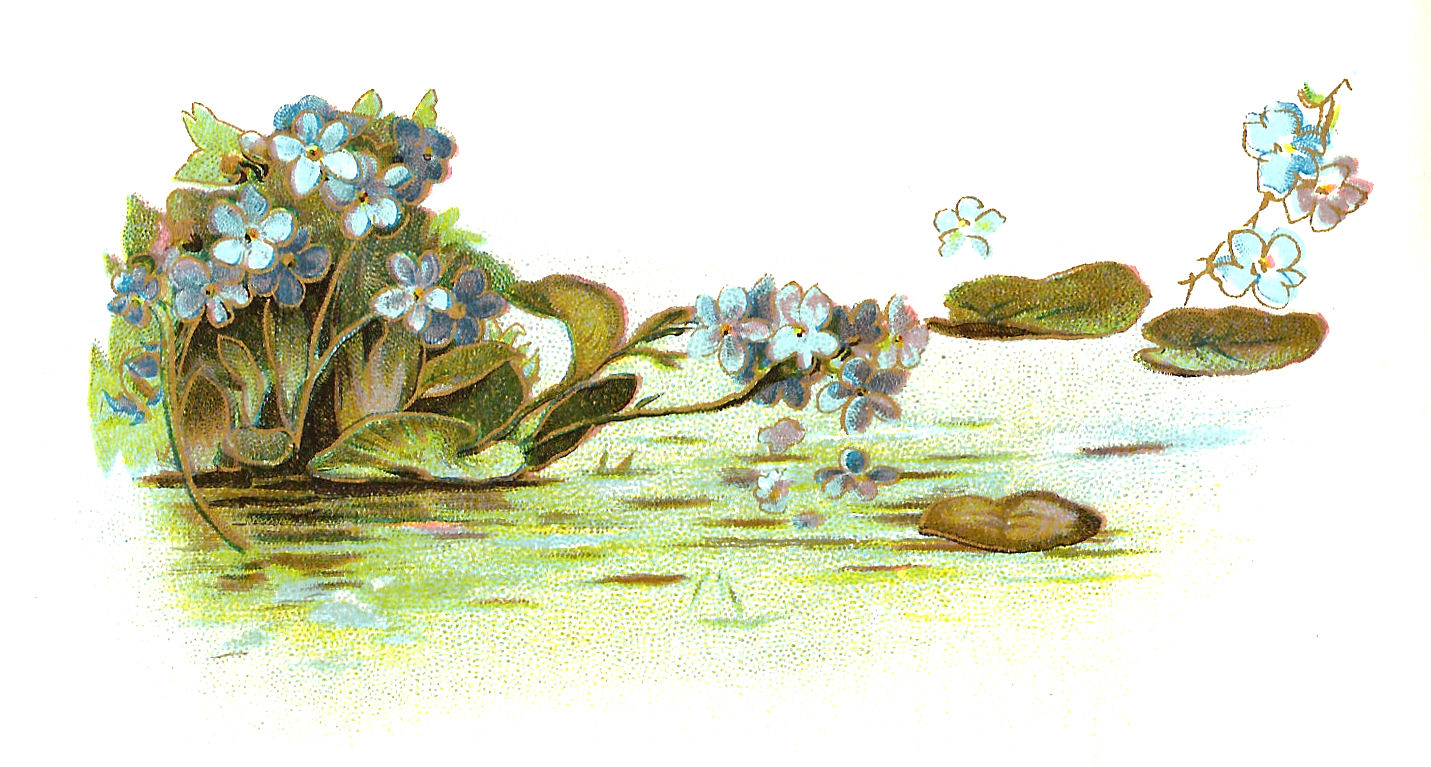 Antique Images  Free Flower Clip Art  Forget Me Not Flowers In Pond