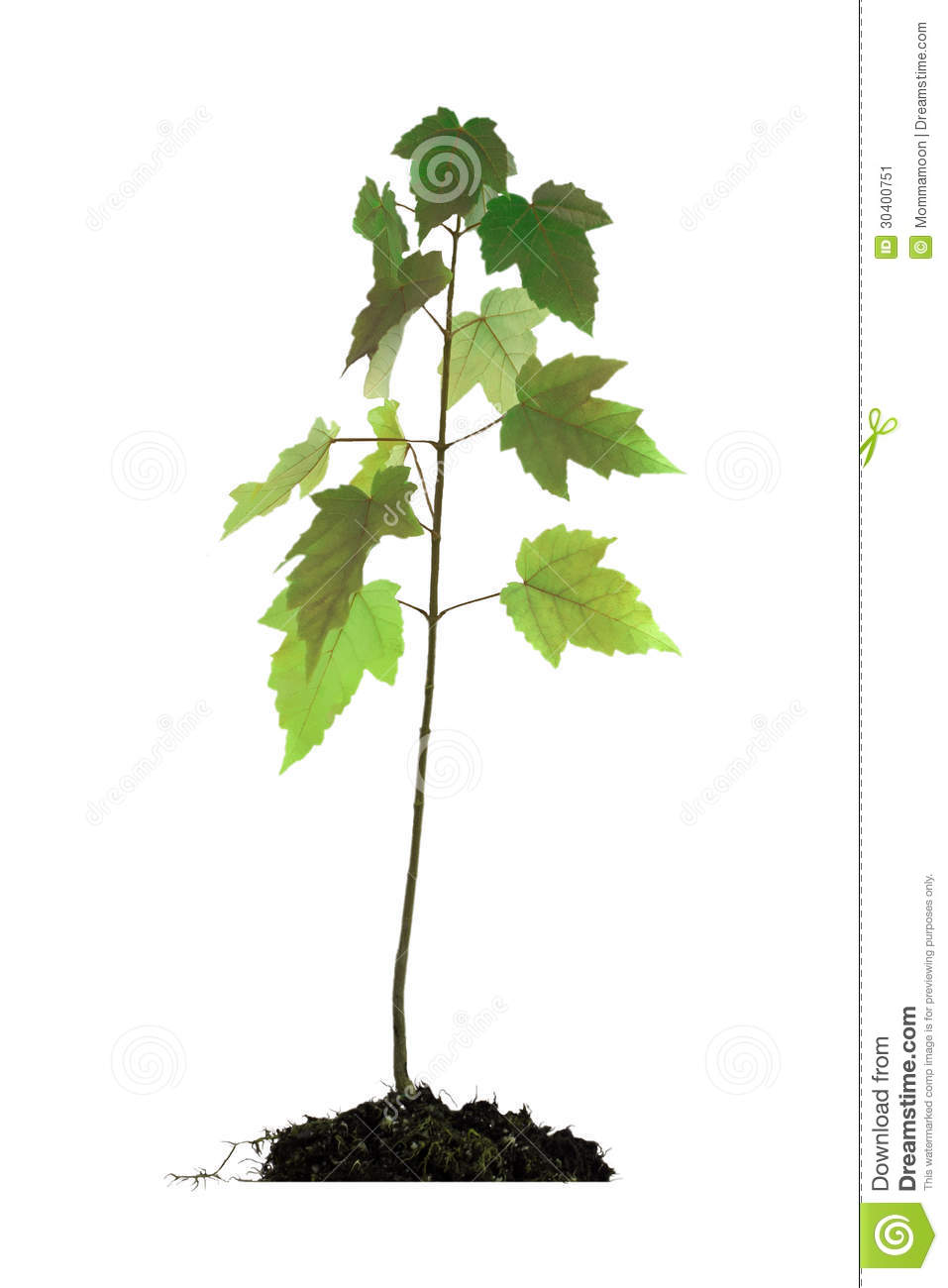 Baby Maple Tree In Root Ball Stock Image   Image  30400751