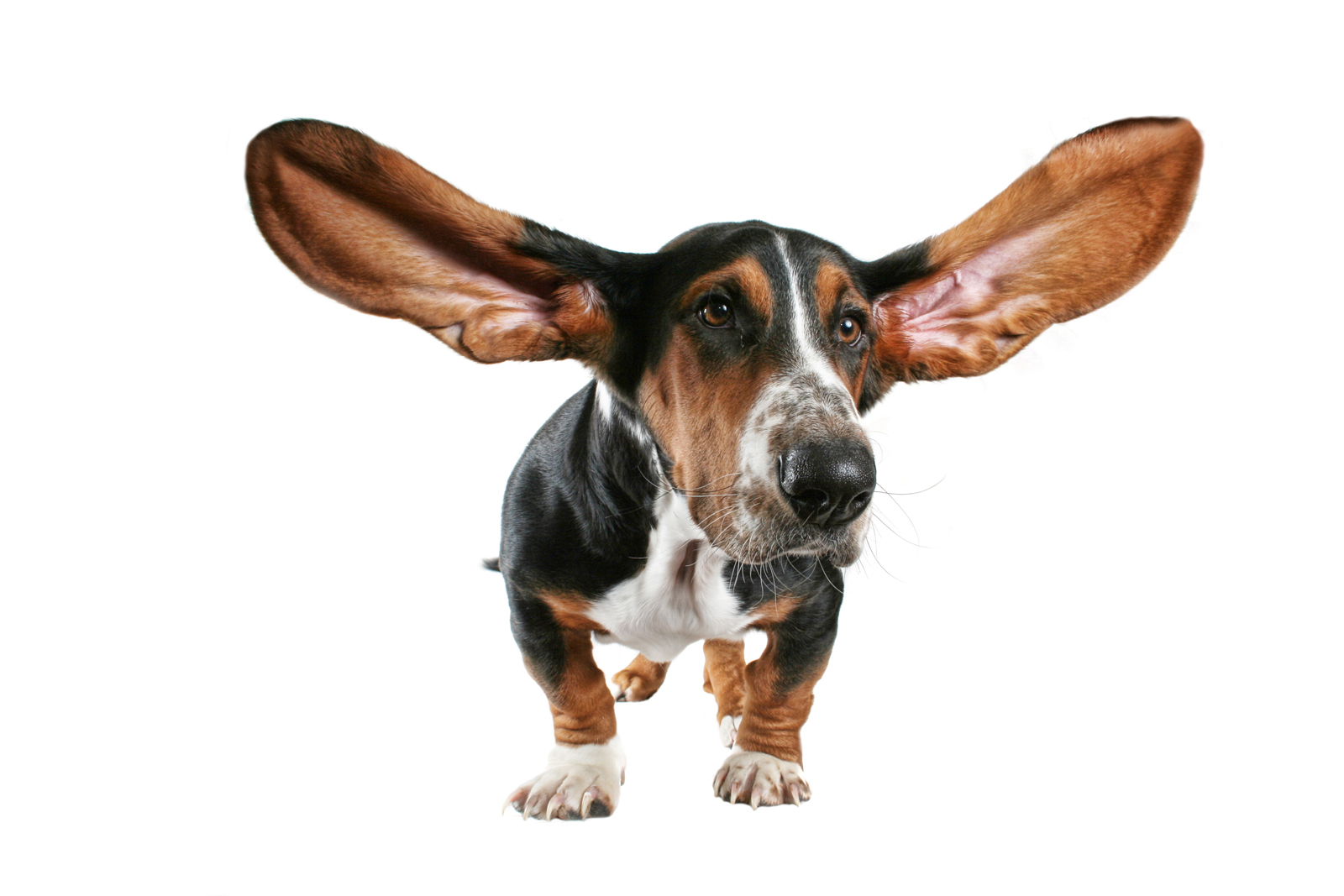 Big Dog Ears   Photosfine