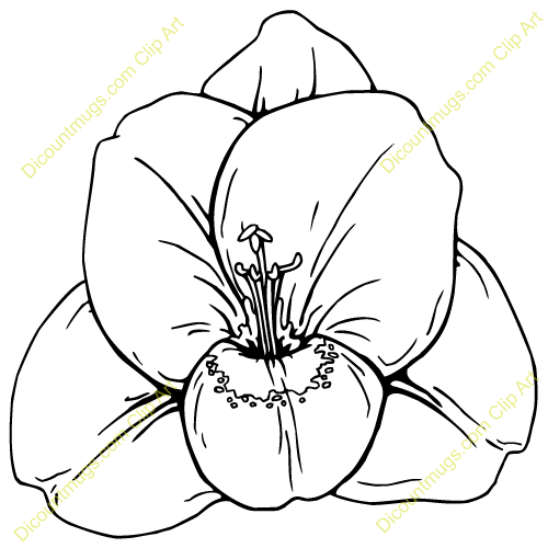 Description A Sarajane Gladiolus Flower Keywords Sarajane Gladiolus