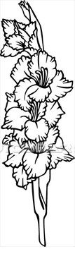 Flower Gladiola Gladiolus Varieties View Large Clip Art Graphic