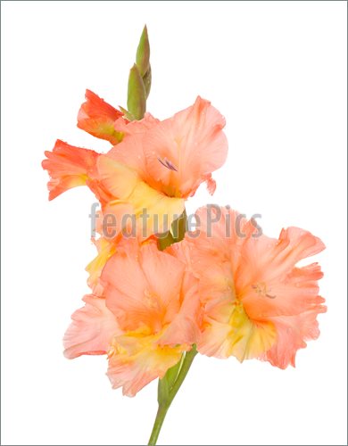 Gladiolus Clipart Picture Of Close Up Wet