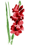 Gladiolus Flowers Stock Illustrations Vectors   Clipart    75