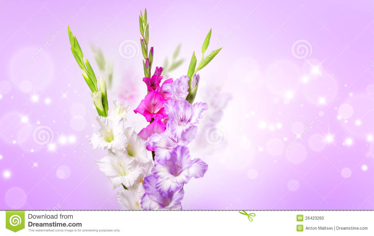 Gladiolus Flowers Stock Photo   Image  26423260